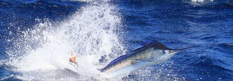 True Blue Fishing Charters - Restaurant Gold Coast 6