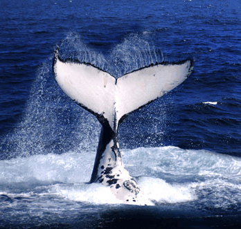 Brisbane Whale Watching - Restaurant Gold Coast