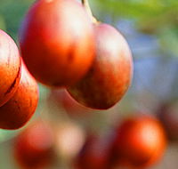 Tropical Fruit World - Restaurant Gold Coast
