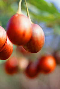 Tropical Fruit World - Restaurant Gold Coast 0