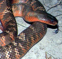 Armadale Reptile  Wildlife Centre - Restaurant Gold Coast