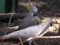 Wirrimbirra Sanctuary - Restaurant Gold Coast 1