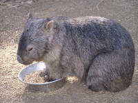 Wirrimbirra Sanctuary - Restaurant Gold Coast 2