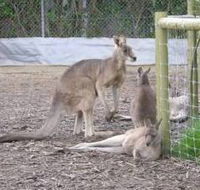 Jirrahlinga Koala  Wildlife Sanctuary - Restaurant Gold Coast