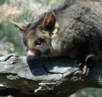 Moonlit Sanctuary Wildlife Conservation Park - Restaurant Gold Coast