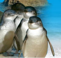Phillip Island Penguin Parade - Restaurant Gold Coast
