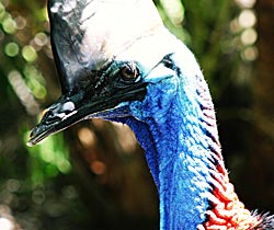 Alma Park Zoo - Restaurant Gold Coast 0