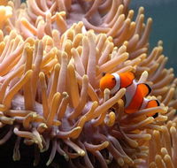 Reef HQ Great Barrier Reef Aquarium - Restaurant Gold Coast