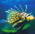 Underwater World - Restaurant Gold Coast