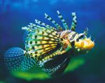 Underwater World - Restaurant Gold Coast 0