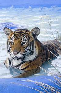 Zoo Doo Wildlife Park - Restaurant Gold Coast 0