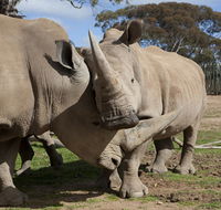 Monarto Zoo - Restaurant Gold Coast