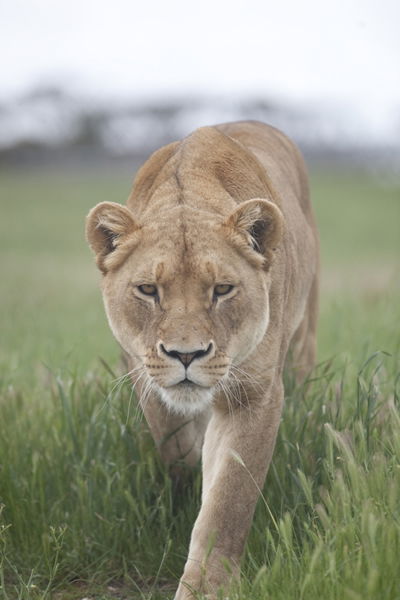 Monarto Zoo - Restaurant Gold Coast 2
