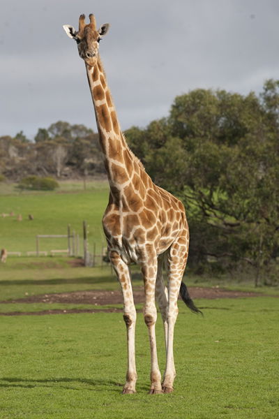 Monarto Zoo - Restaurant Gold Coast 3