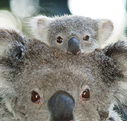 Billabong Koala and Wildlife Park - Restaurant Gold Coast