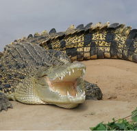 Dundee's Wildlife Park - Restaurant Gold Coast