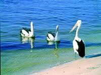 Noosa Everglades Discovery - Restaurant Gold Coast 2