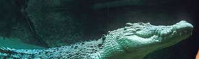 Territory Wildlife Park - Restaurant Gold Coast 3
