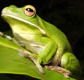 The Rainforest Habitat - Restaurant Gold Coast
