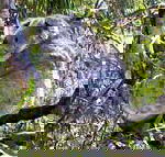 Koala Conservation Centre - Restaurant Gold Coast