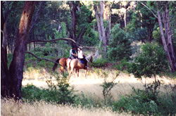 High Country Horses - Restaurant Gold Coast 1