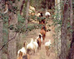 High Country Horses - Restaurant Gold Coast 2
