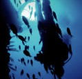 Scuba World - Restaurant Gold Coast