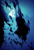 Scuba World - Restaurant Gold Coast 0