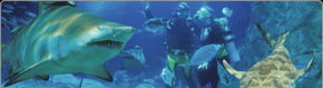 Scuba World - Restaurant Gold Coast 1