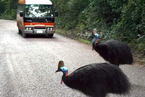 Kookaburra Tours - Restaurant Gold Coast 0