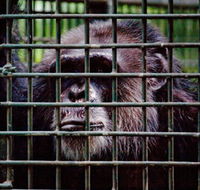 Rockhampton Zoo - Restaurant Gold Coast
