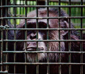 Rockhampton Zoo - Restaurant Gold Coast 0