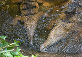 Rockhampton Zoo - Restaurant Gold Coast 1