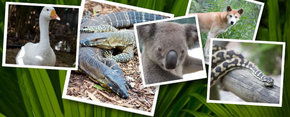 Rockhampton Zoo - Restaurant Gold Coast 2