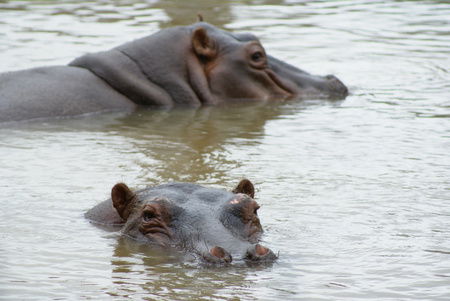 Cairns Wildlife Safari Reserve - Restaurant Gold Coast 2