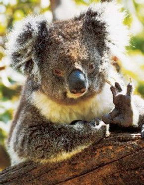 Gorge Wildlife Park - Restaurant Gold Coast 0