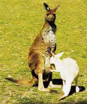 Gorge Wildlife Park - Restaurant Gold Coast 1