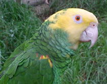 Gorge Wildlife Park - Restaurant Gold Coast 3
