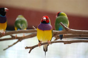 Kyabram Fauna Park - Restaurant Gold Coast 1