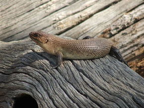Kyabram Fauna Park - Restaurant Gold Coast 2