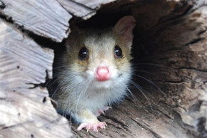 Kyabram Fauna Park - Restaurant Gold Coast 3