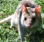 Urimbirra Wildlife Park - Restaurant Gold Coast