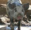 Wagga Wagga Zoo - Restaurant Gold Coast