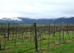 Kinloch Wines - Restaurant Gold Coast