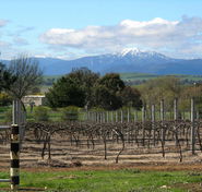 Buller View Wines - Restaurant Gold Coast