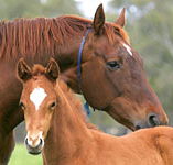 Blue Gum Farm - Restaurant Gold Coast