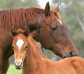 Blue Gum Farm - Restaurant Gold Coast 0
