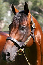 Blue Gum Farm - Restaurant Gold Coast 2