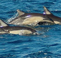 Dolphin Swim Australia - Restaurant Gold Coast