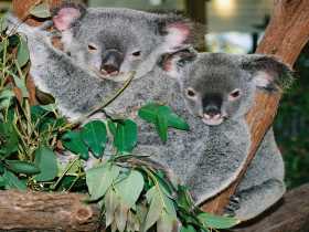 Kuranda Koala Gardens - Restaurant Gold Coast 2